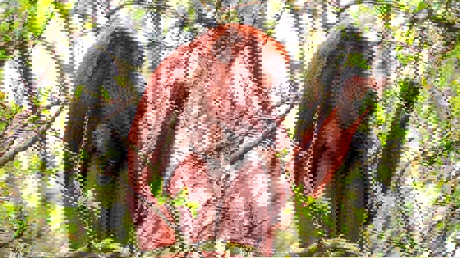 Img 0851