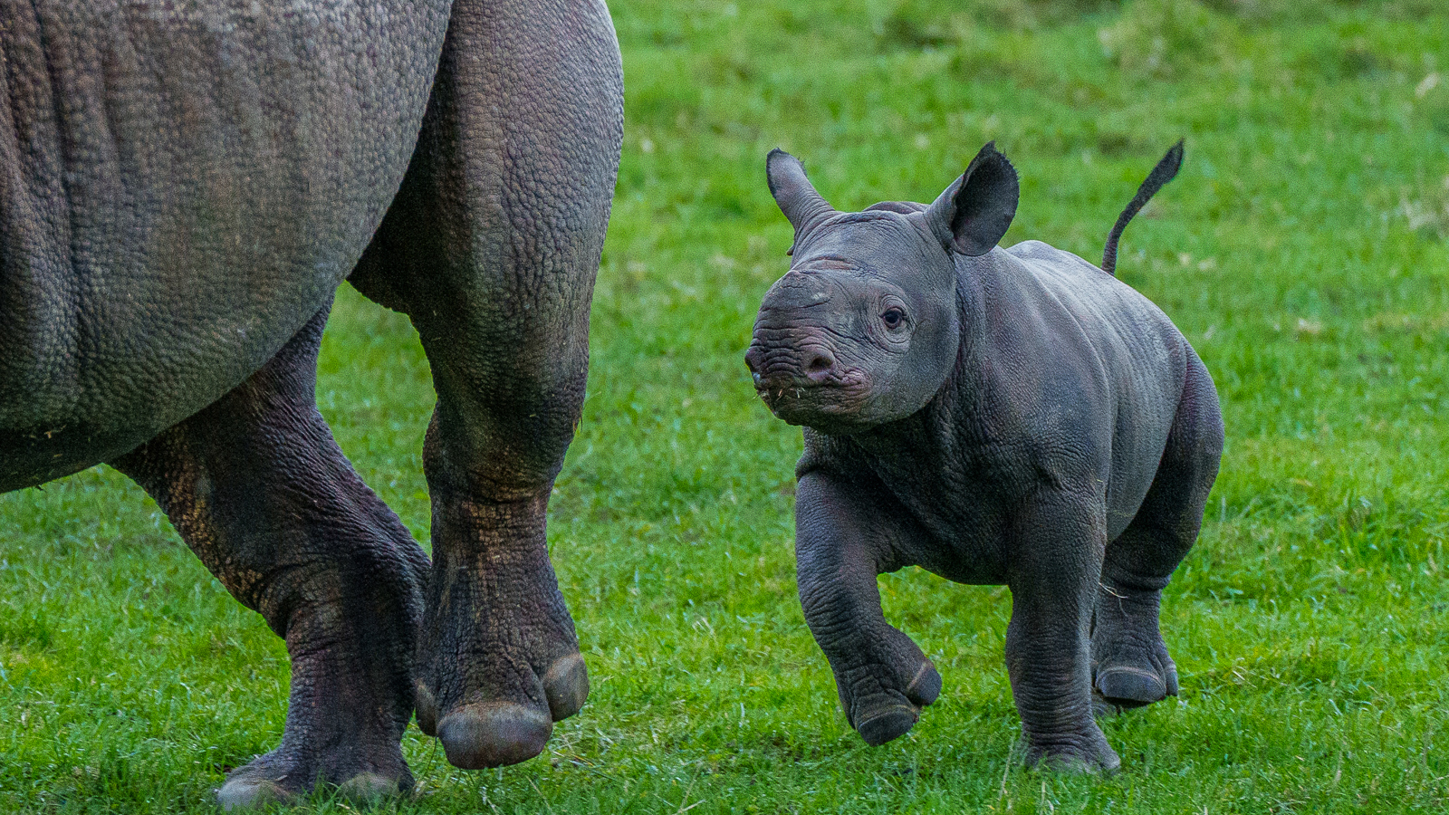 Yorkshire Wildlife Park Rhino 002