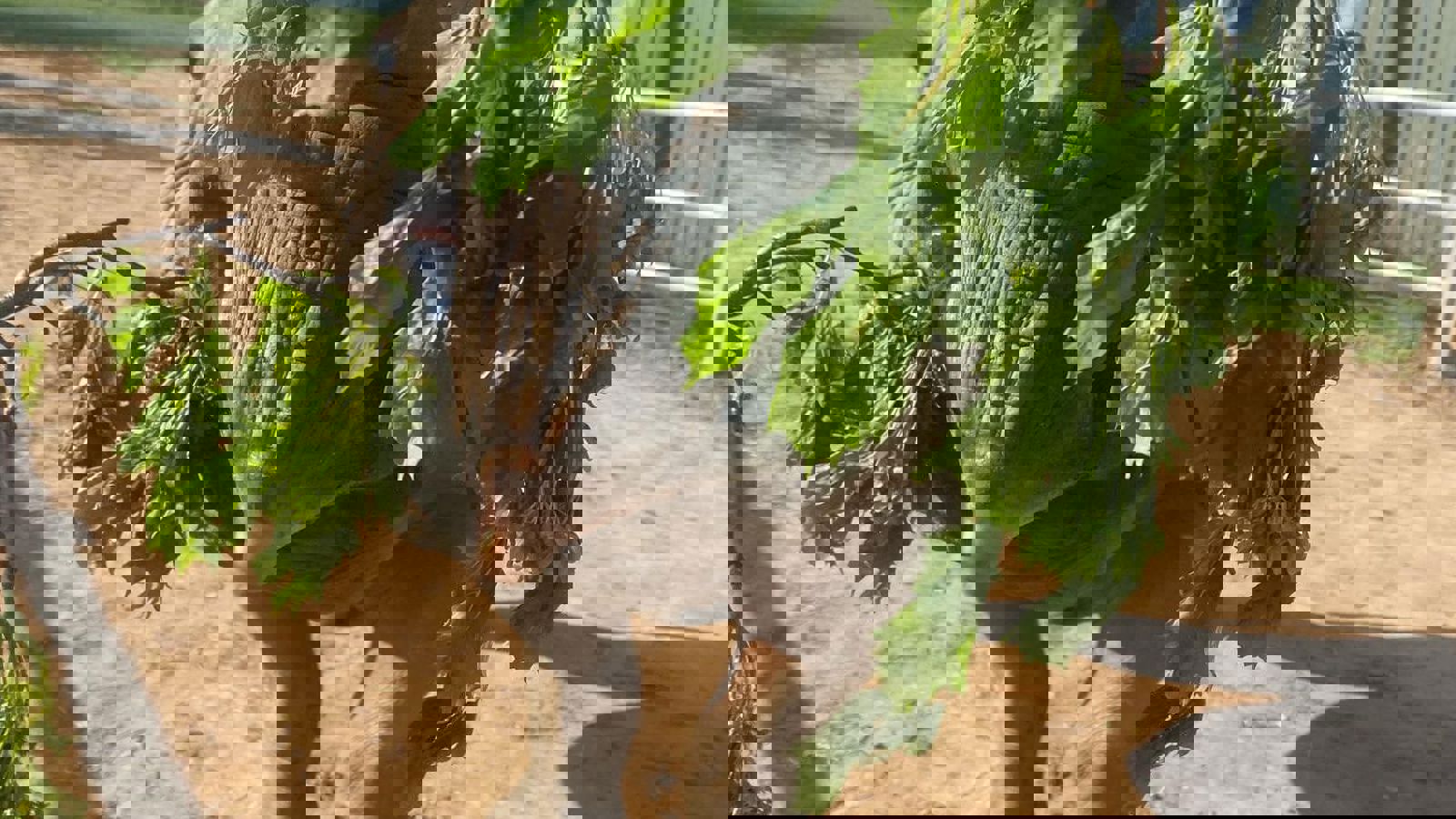 5Db557b9 3C7e 44D1 87Ad 942E6d8dc692