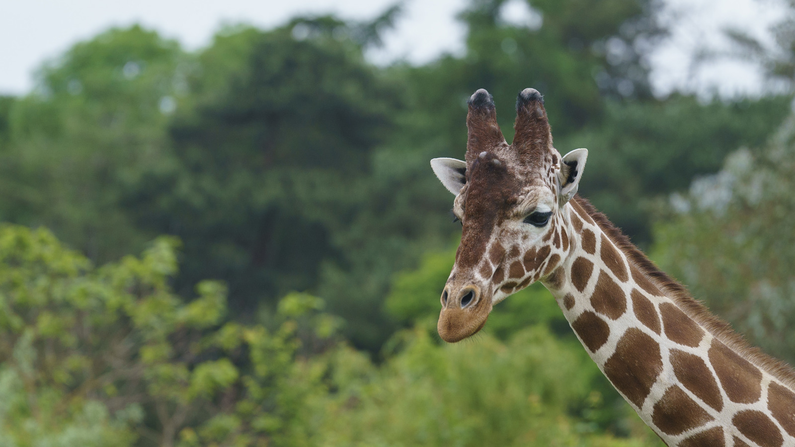 YWP Giraffe 004