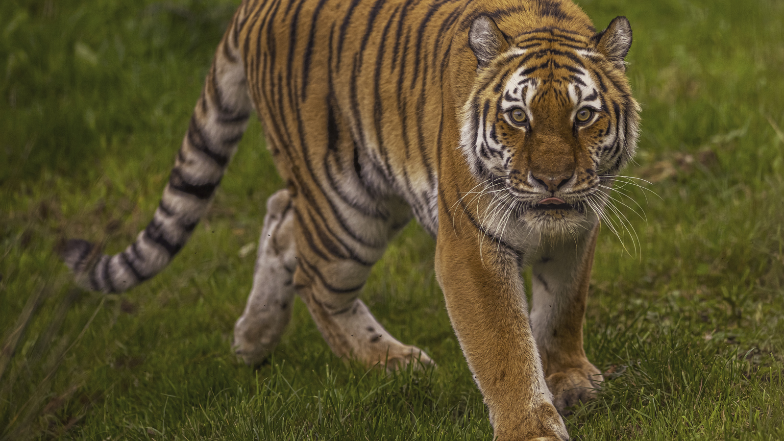 2024 Land Of The Tiger Dr Ywp 51