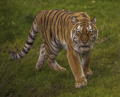 2024 Land Of The Tiger Dr Ywp 51