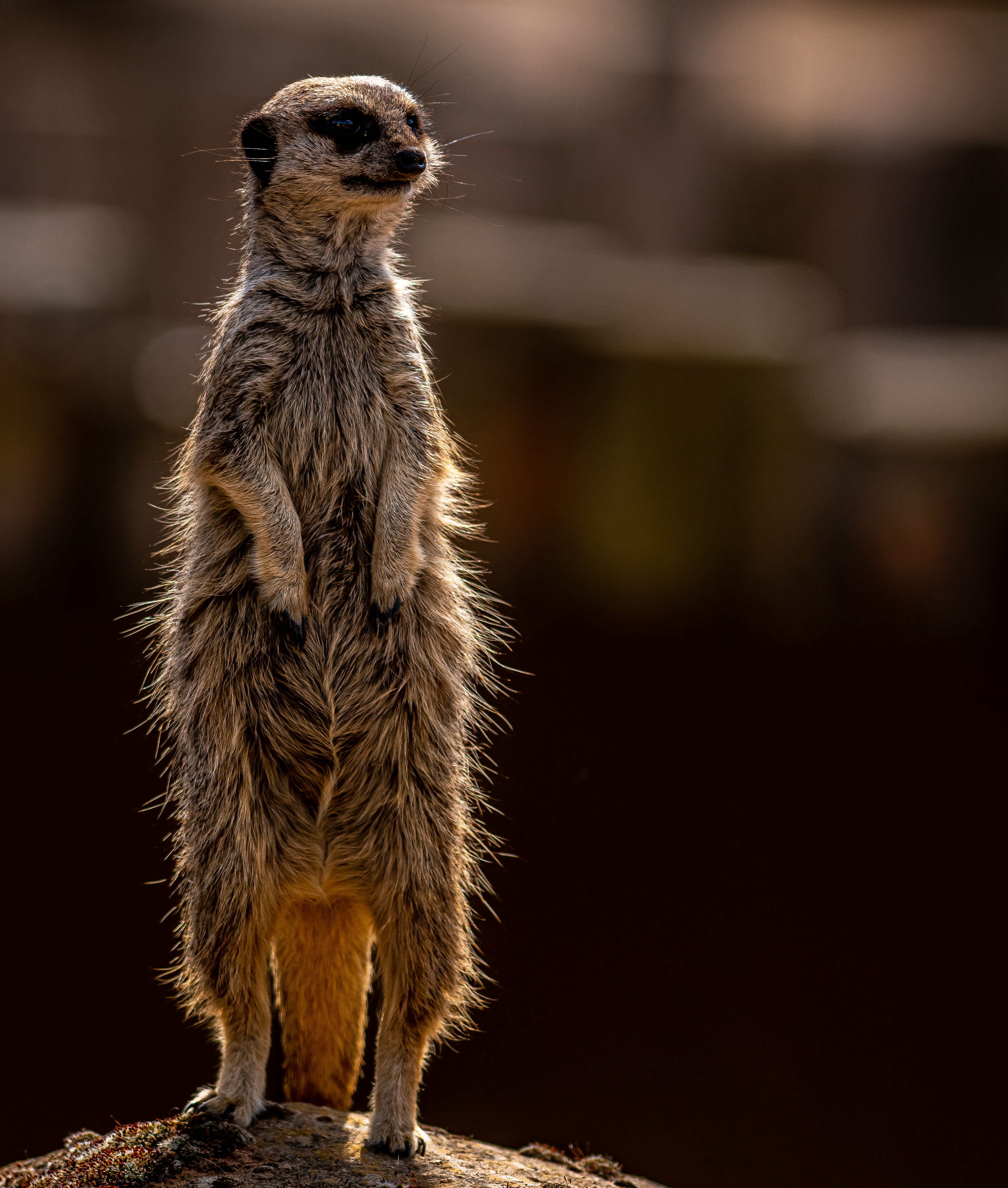 2022 06 01 2022Meerkat 2 Dr Ywp
