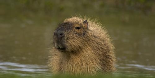 Capybara By Water Cr David Roberts