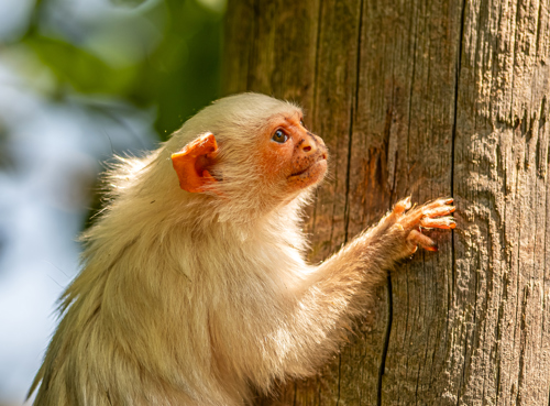 2023 06 28 2023 Amazonas 18 Dr Ywp