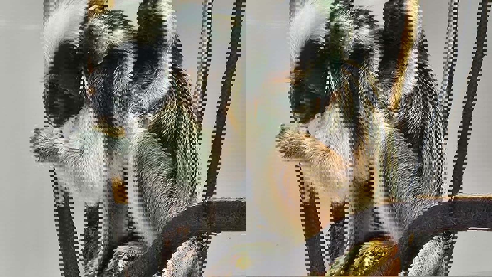 Photo 2025 02 17 10 45 24