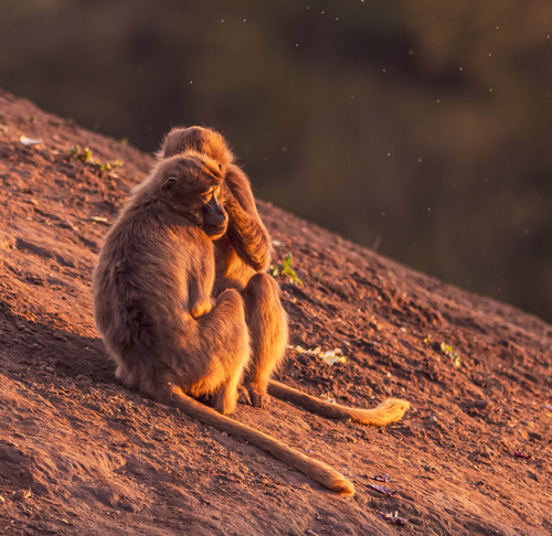 2022 12 01 2022Gelada Monkey 9 Dr Ywp