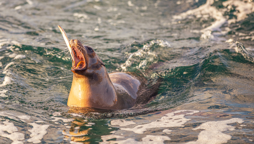 2024 Sea Lions At Point Lobos Dr Ywp 6