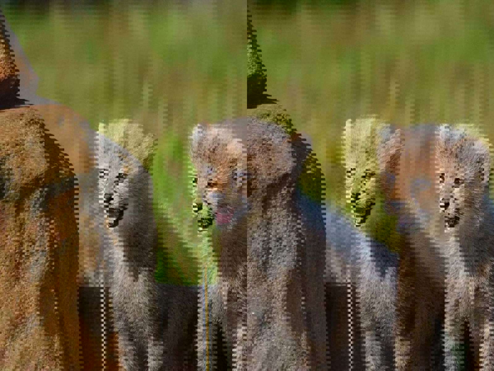 Ywp Cheetah Cubs 002