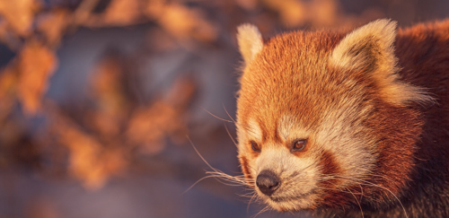 2023 01 07 2022Red Panda 3 Dr Ywp