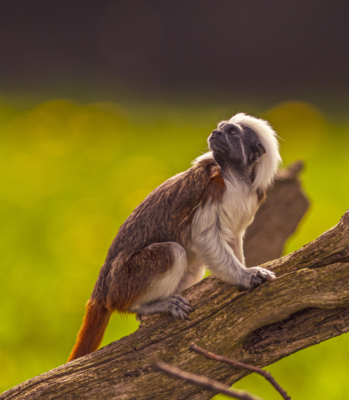 2024 Cotton Top Tamarin Dr Ywp 5