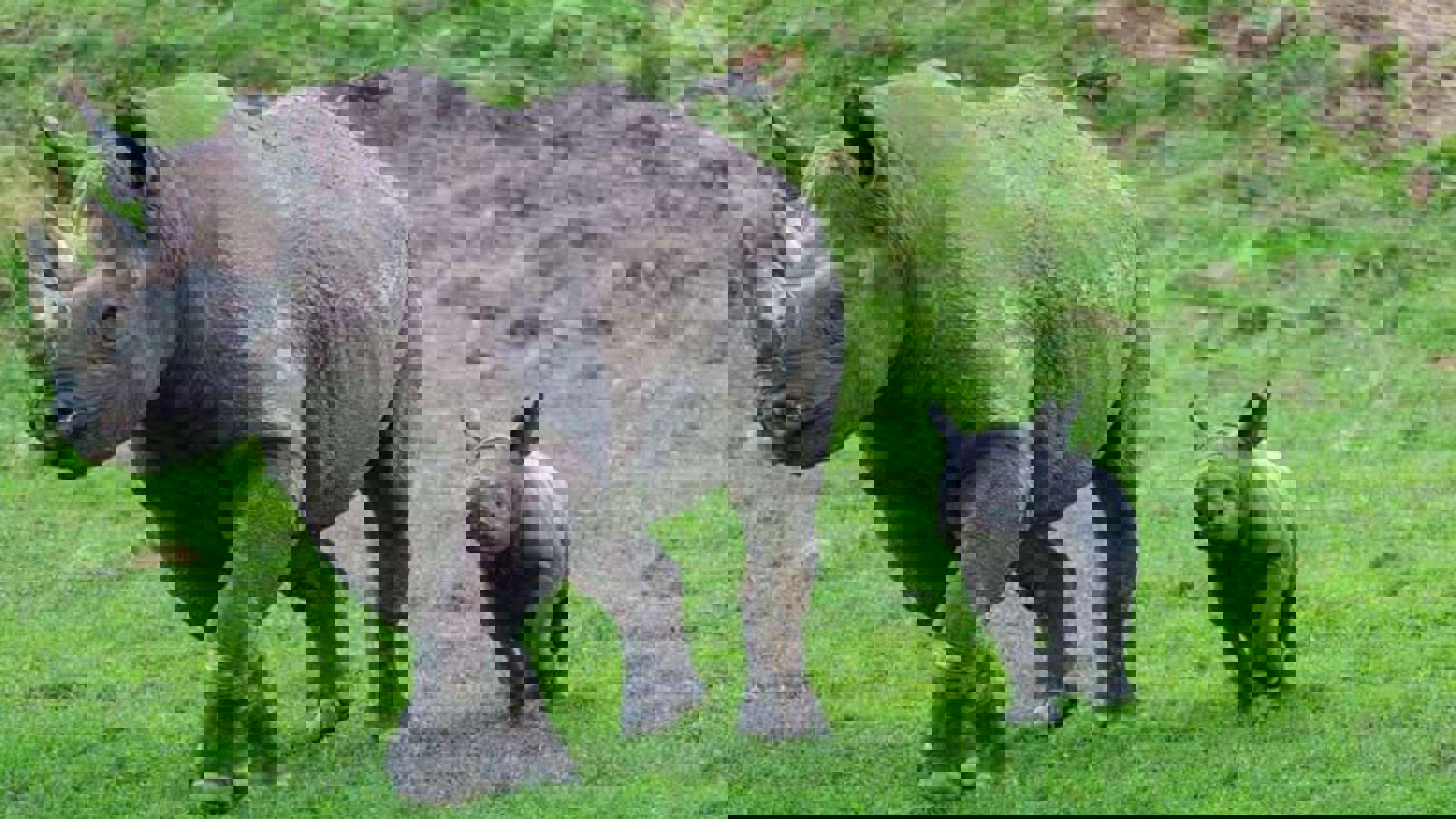 Yorkshire Wildlife Park Rhino 001
