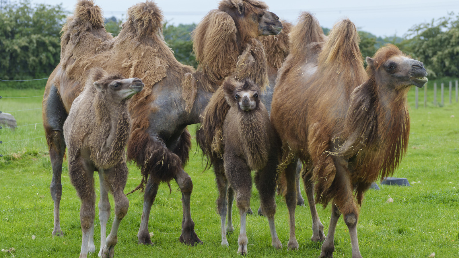 YWP Camels 006