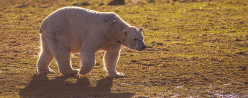 2024 Project Polar 1 Dr Ywp 160