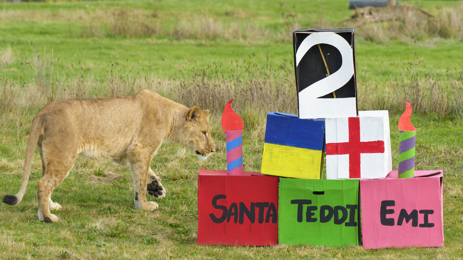 YWP Lions Bday 001