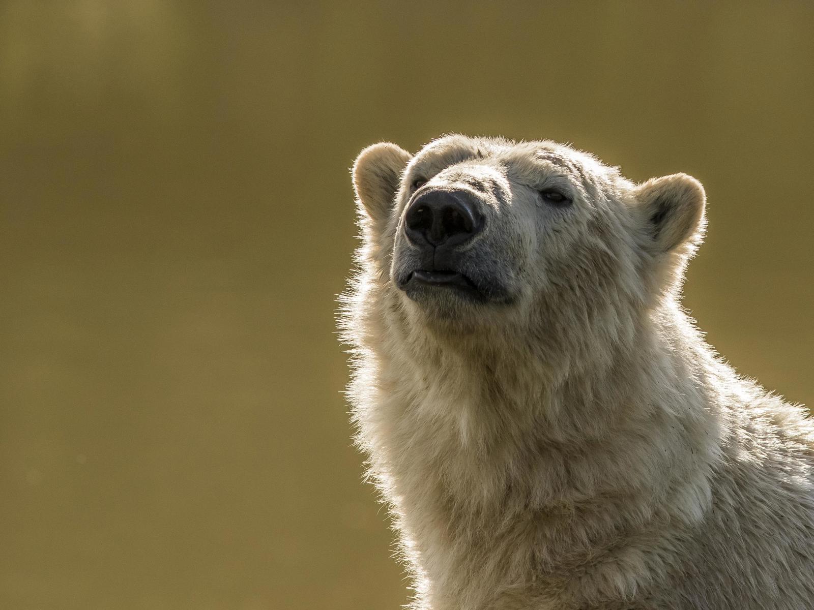 Polar Bear Golden Water 2 Cr David Roberts