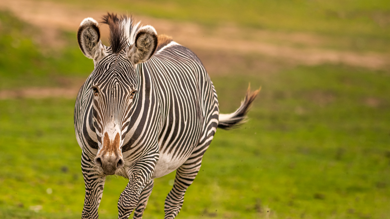 2020 12 18 2020Zebra At Speed 1 Dr Ywp