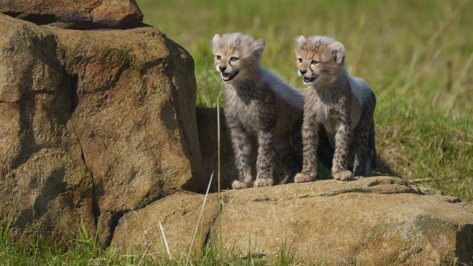 YWP Cheetah Cubs 002