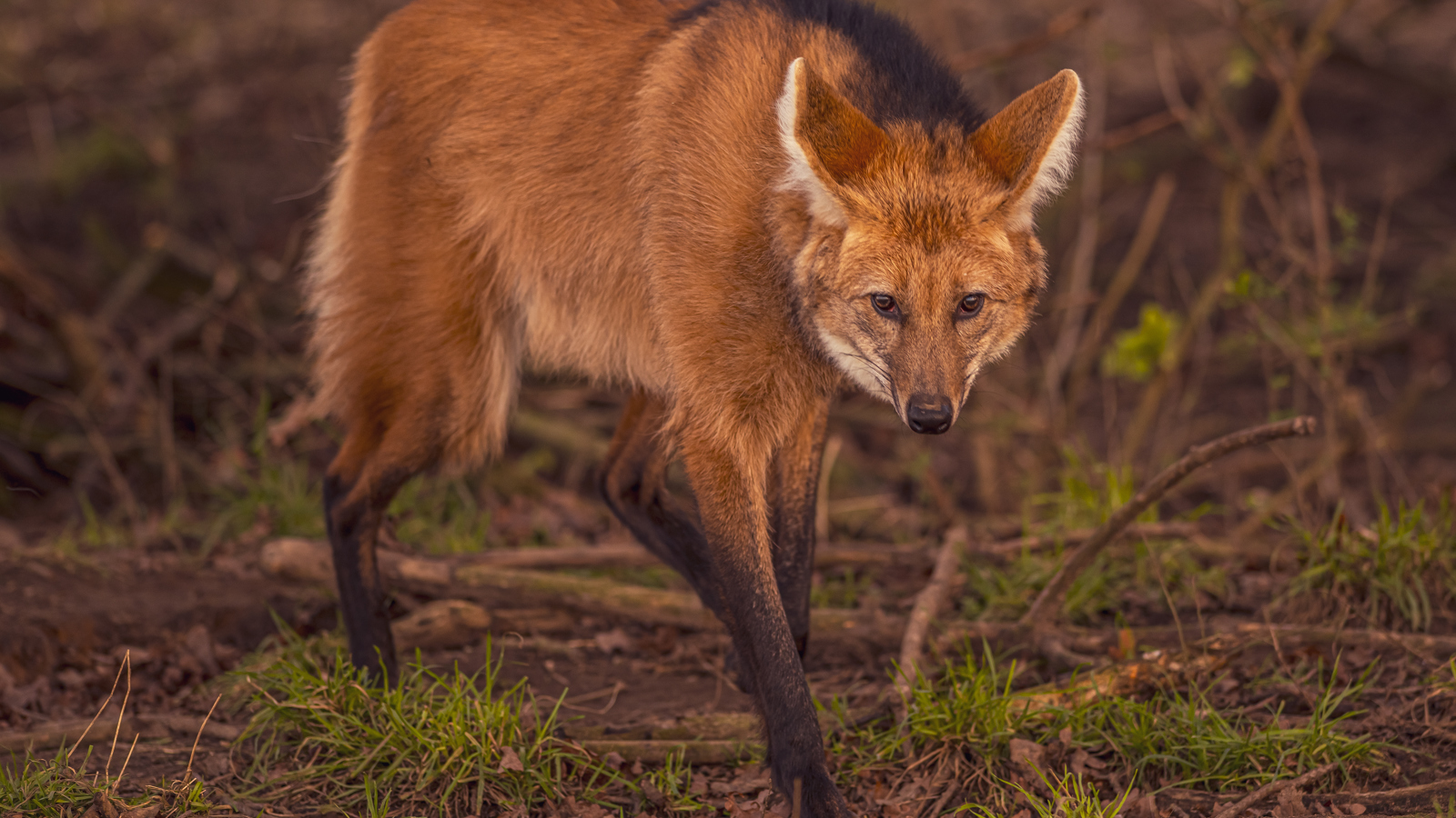 2024 Maned Wolves Dr Ywp 9