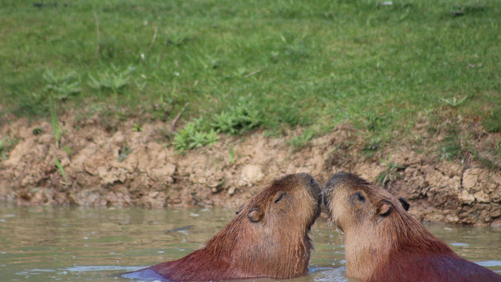 Capybara Kiss Cremma Sutton