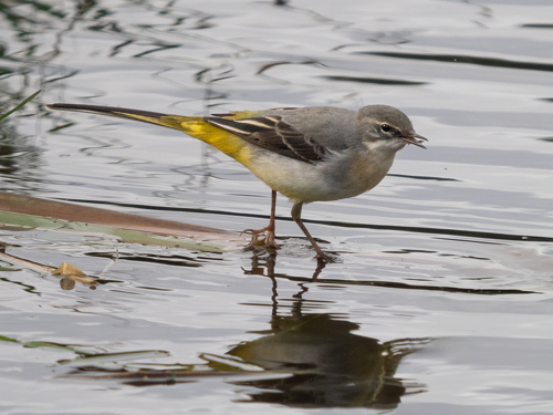 Grey Wagtail Derek Crunkhorn