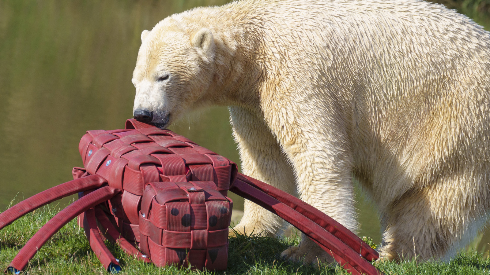 YWP Halloween Polarbear 001