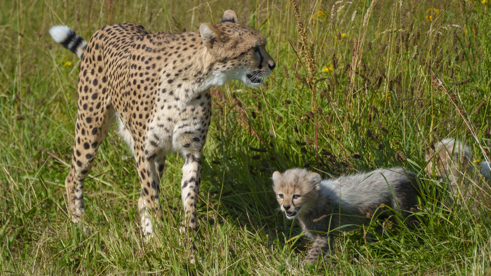 YWP Cheetah Cubs 006