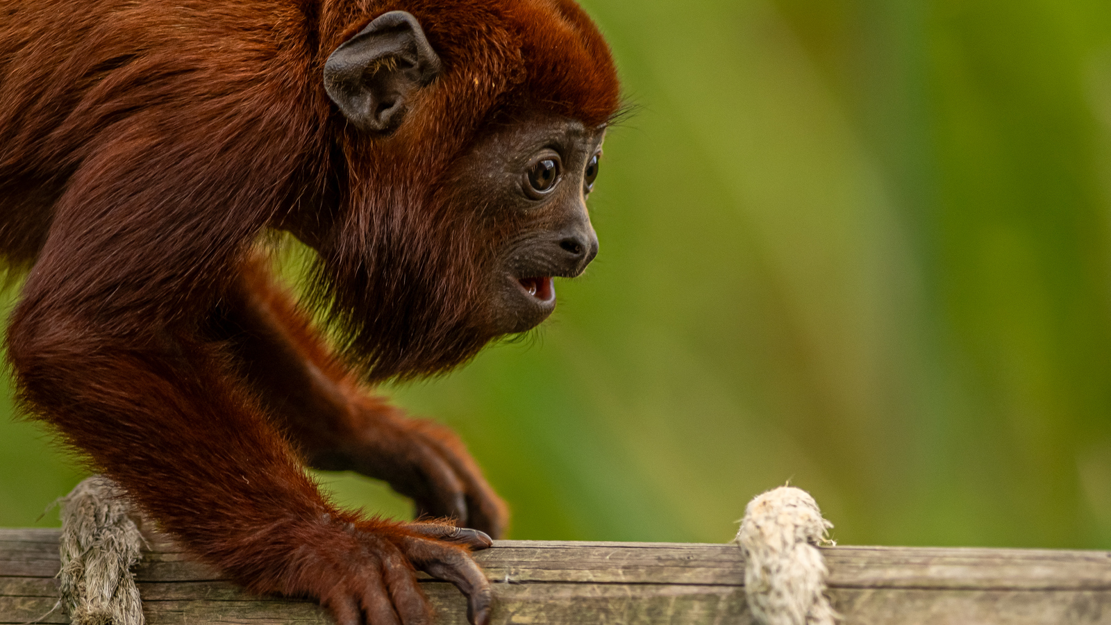 2023Howler Monkey Dr Ywp 7