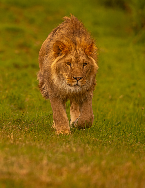 2024 Lion Rescue 2 Dr Ywp 103