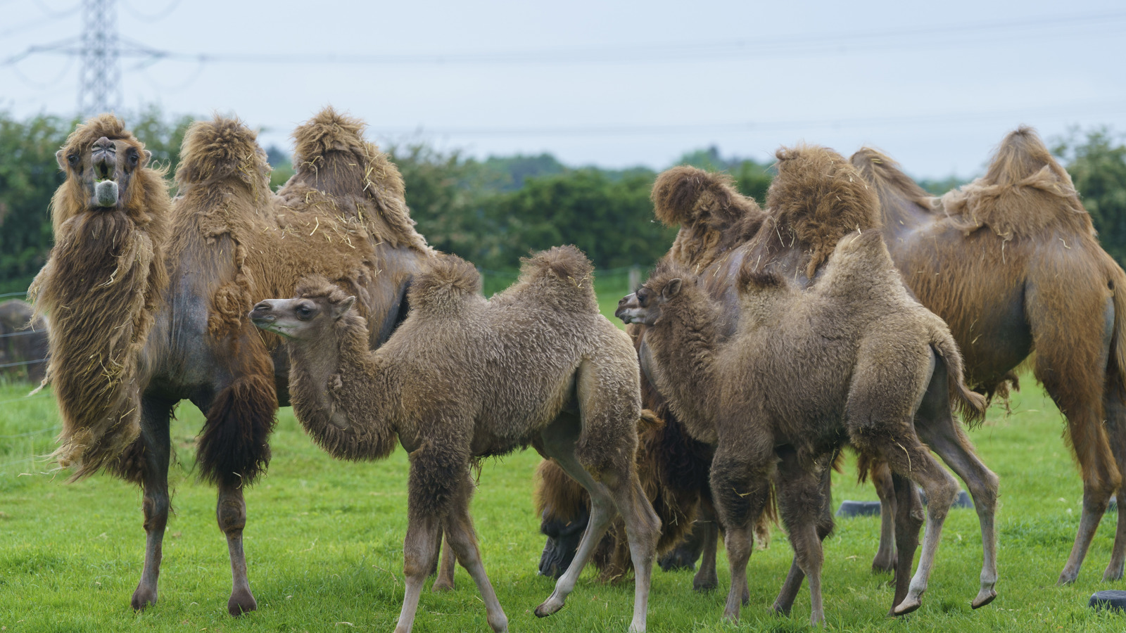 YWP Camels 005