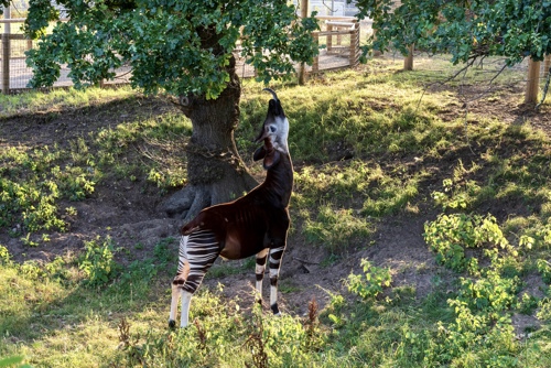 Maddison Foreman Okapi `Tree