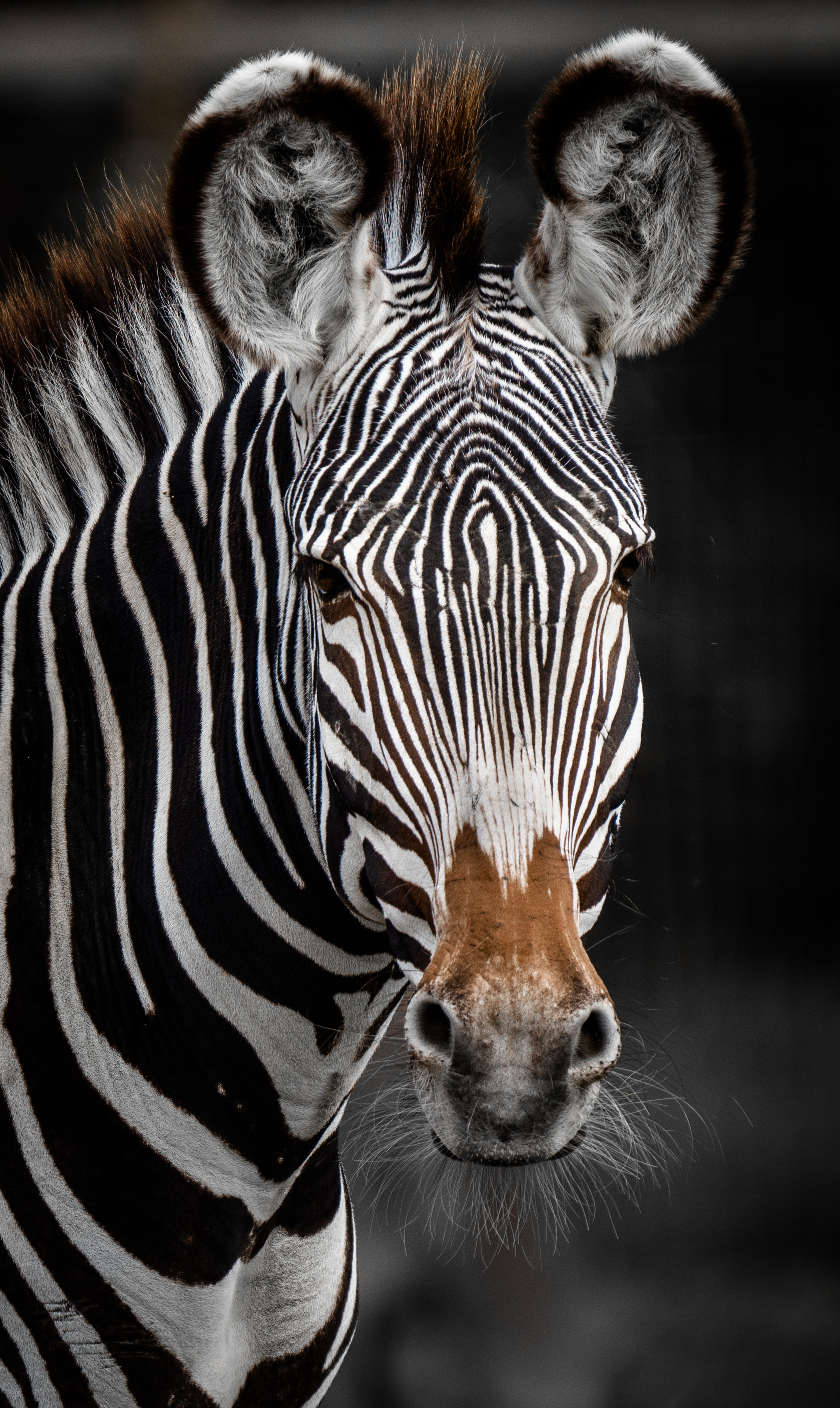 Zebra Stunning Liam Tattersall