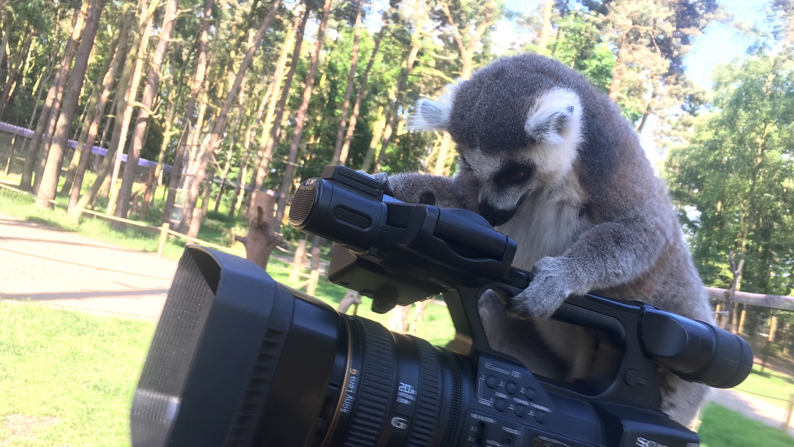 Lemur On Camera