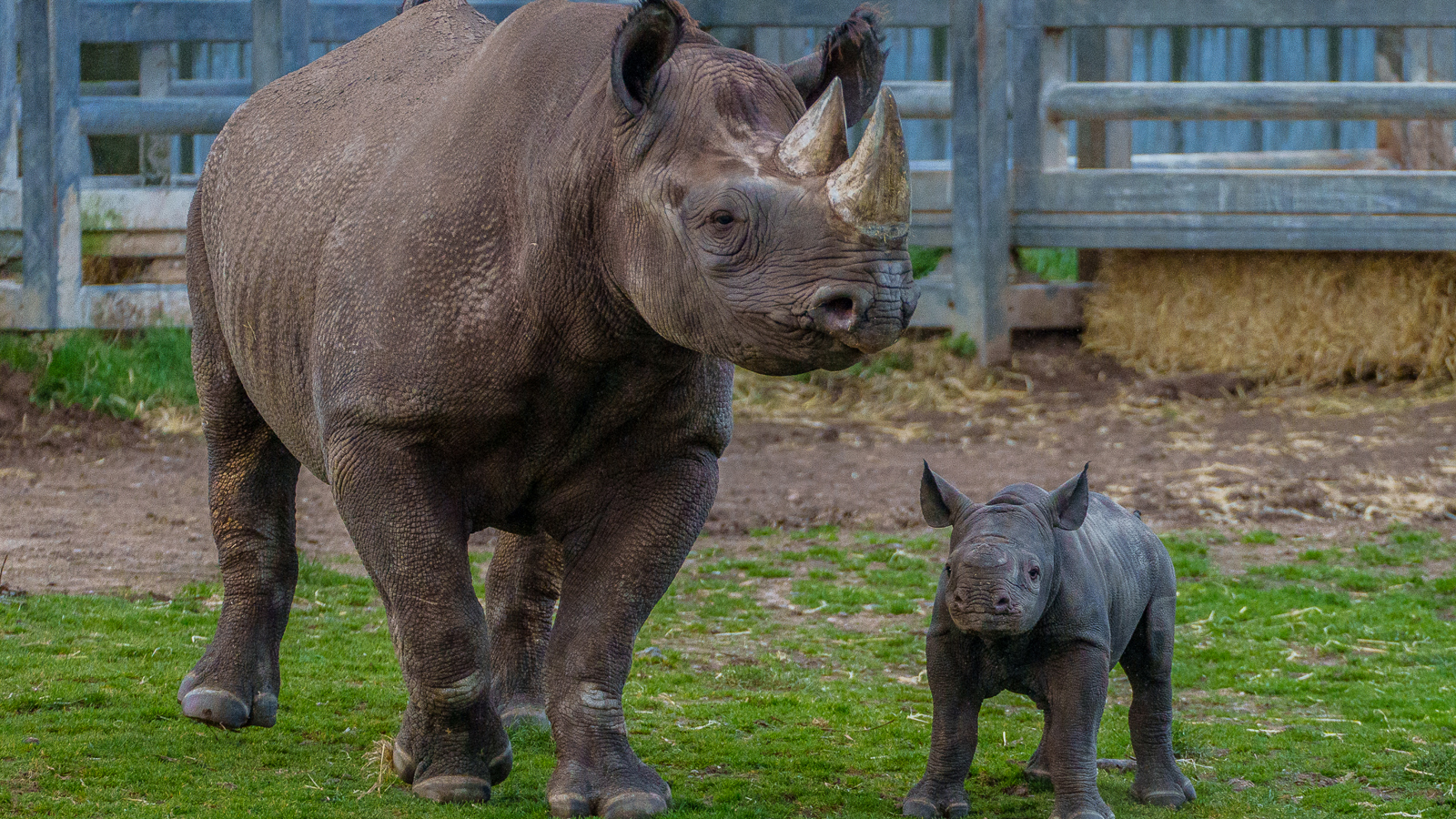 Yorkshire Wildlife Park Rhino 015