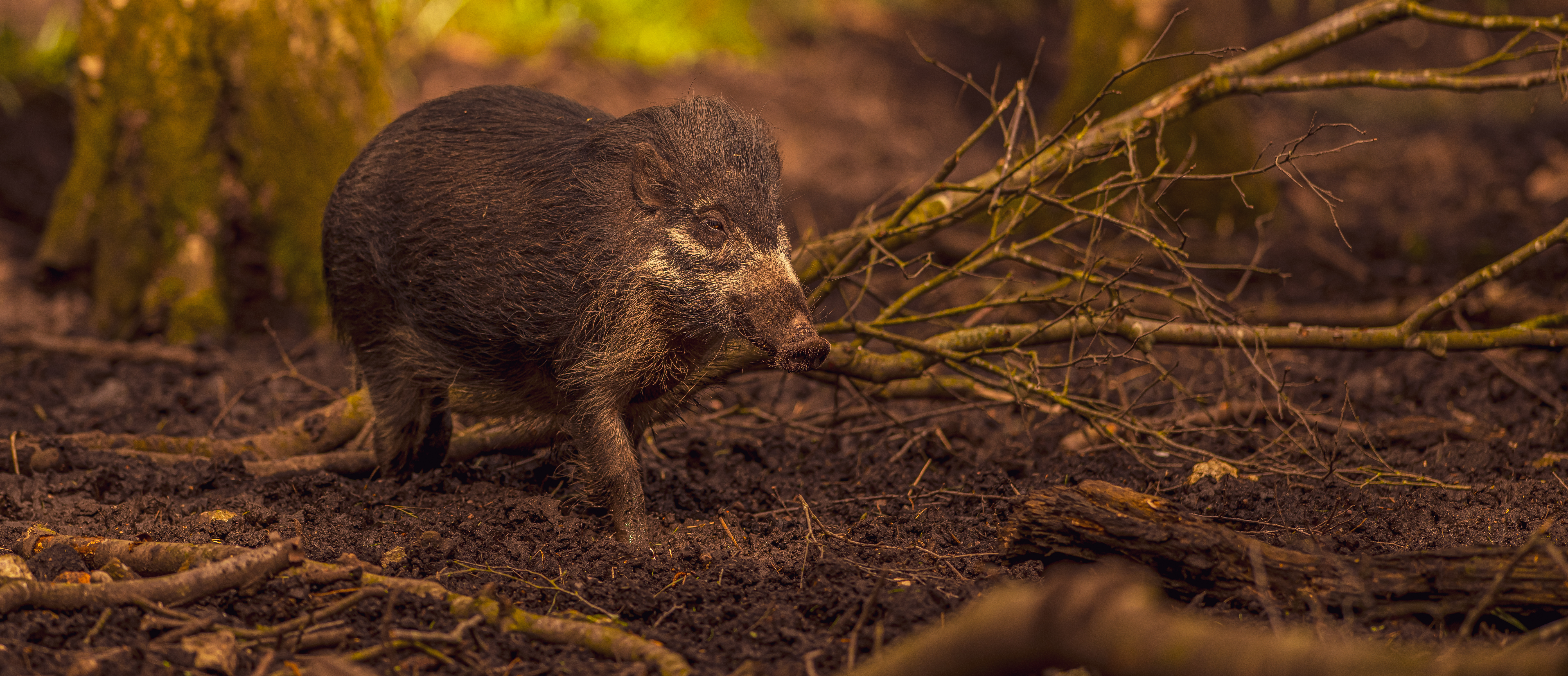 2024 Warty Pig Dr Ywp 1