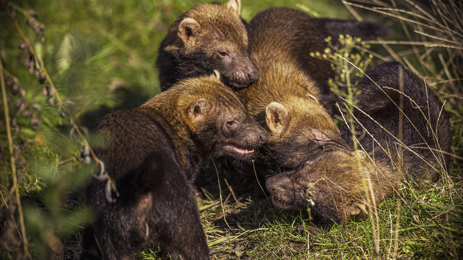 2024 Bush Dogs Dr Ywp 88