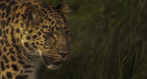 2024 Leopard Heights Dr Ywp 40