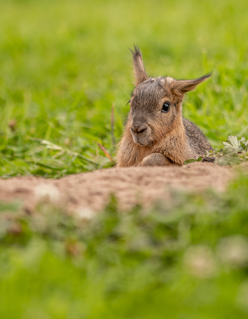 2020 10 12 2020Baby Mara 1 Dr Ywp