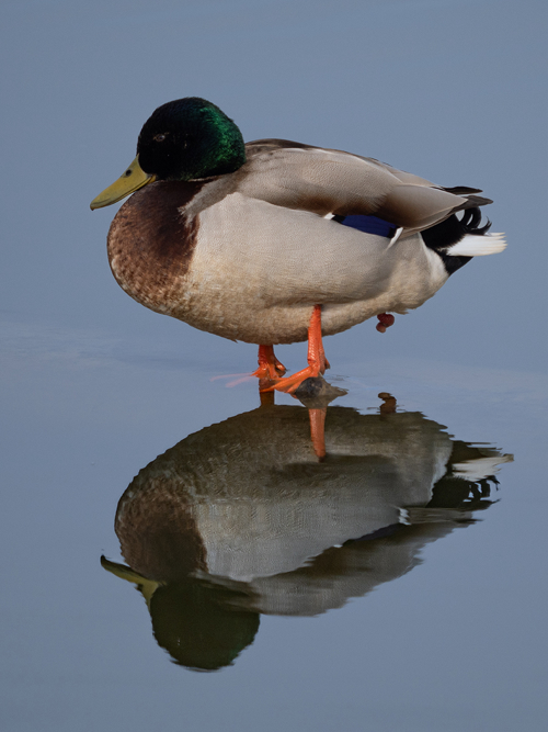 Mallard Derek Crunkhorn 2