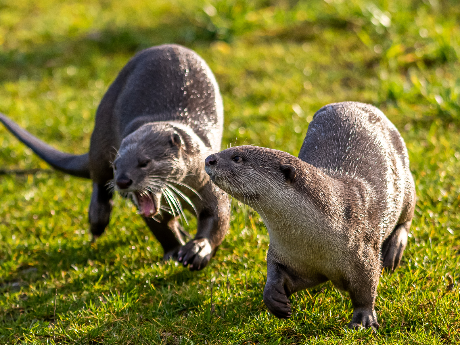2020Running Otters 1 Dr Ywp Copy