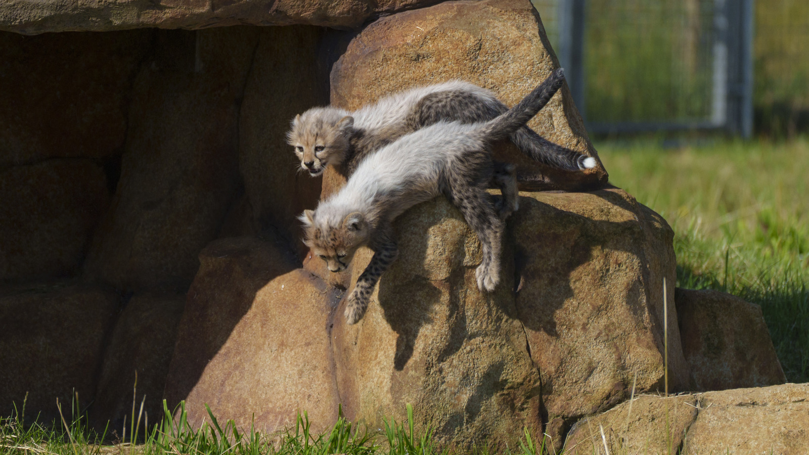 YWP Cheetah Cubs 010