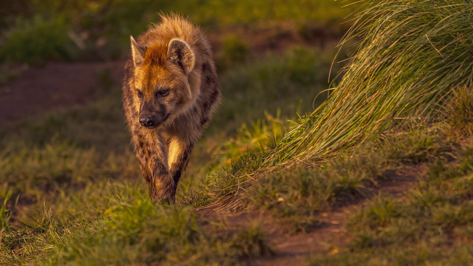 2024 Hyena Dr Ywp 1