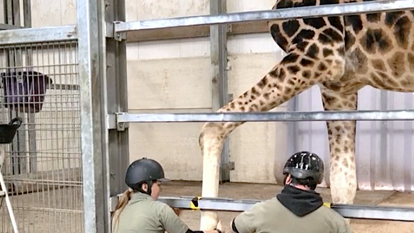 Giraffe Hoof Trim 01 Ywp