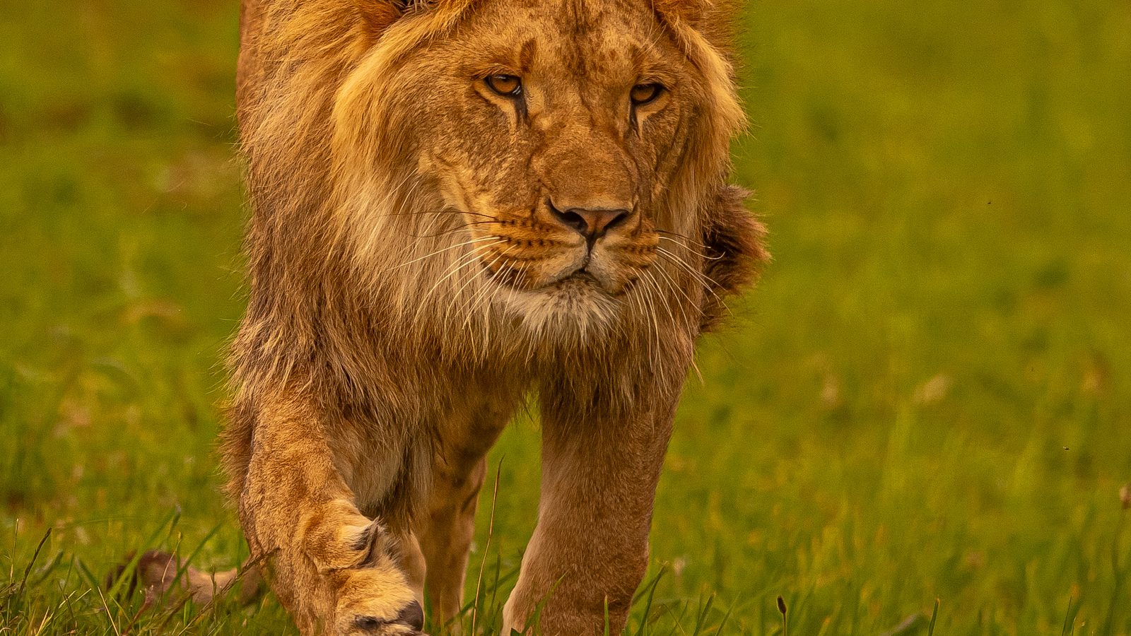 2024 Lion Rescue 2 Dr Ywp 99