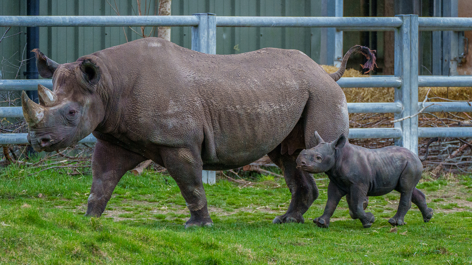 Yorkshire Wildlife Park Rhino 007
