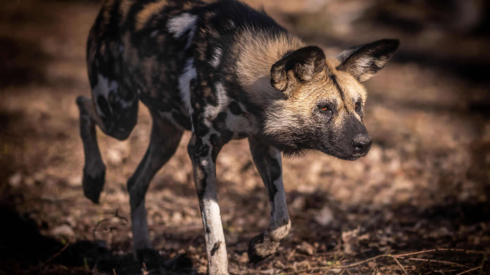 2020 05 25 2020Painted Dog Locked On Target 1 Dr Ywp