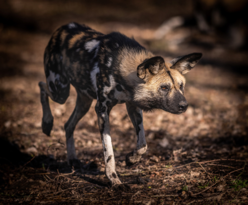 2020 05 25 2020Painted Dog Locked On Target 1 Dr Ywp