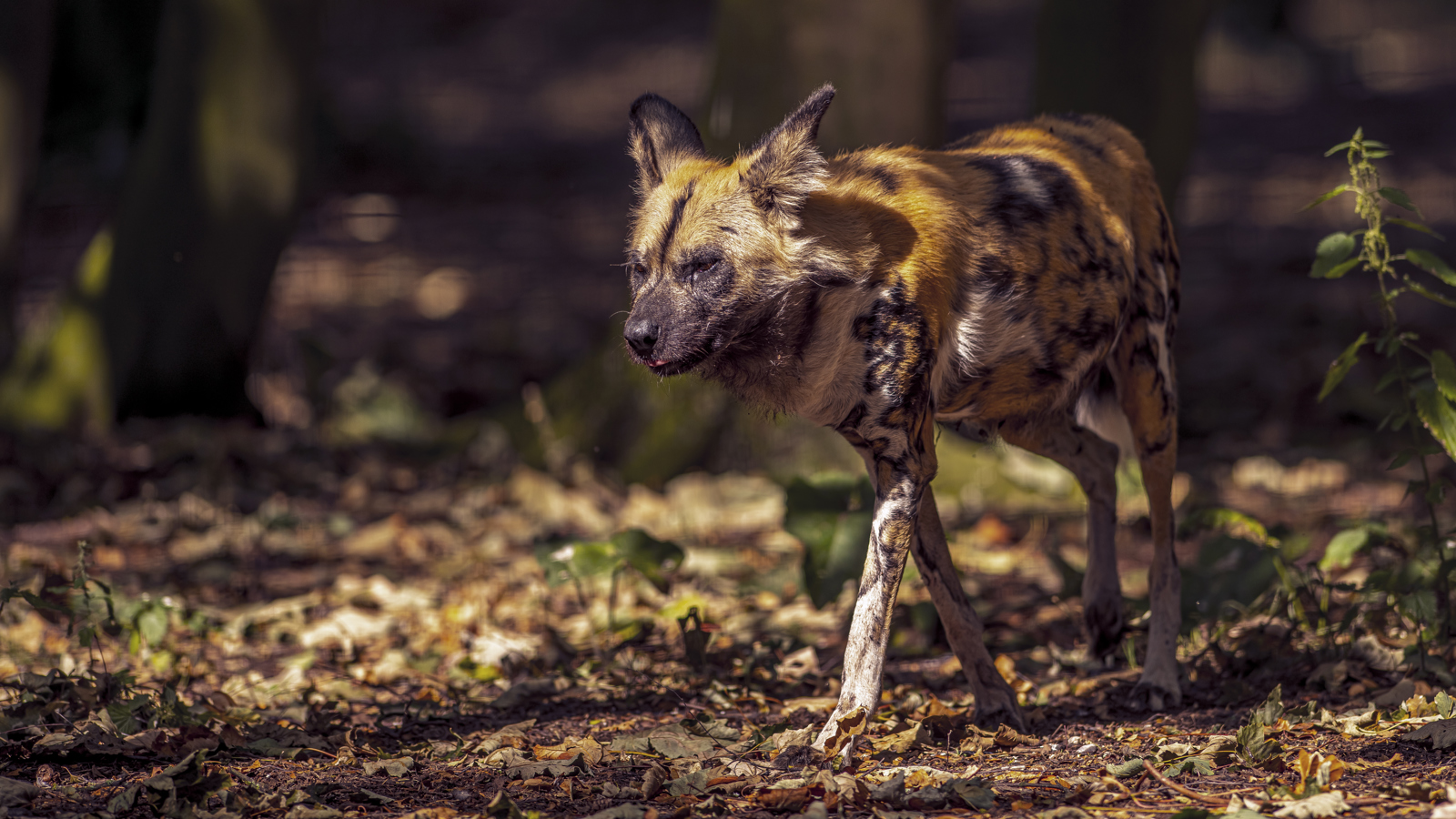 2022 08 22 2022Painted Dog 3 Dr Ywp
