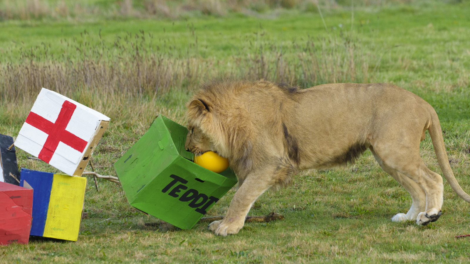 Ywp Lions Bday 012