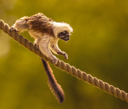 2024 Cotton Top Tamarin Dr Ywp 10